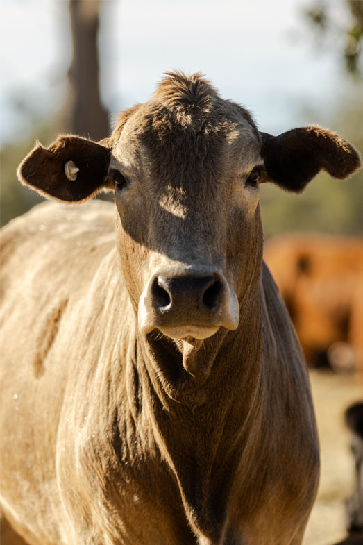 Australian Feed Monitor