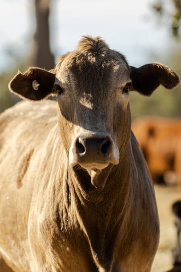 cow
