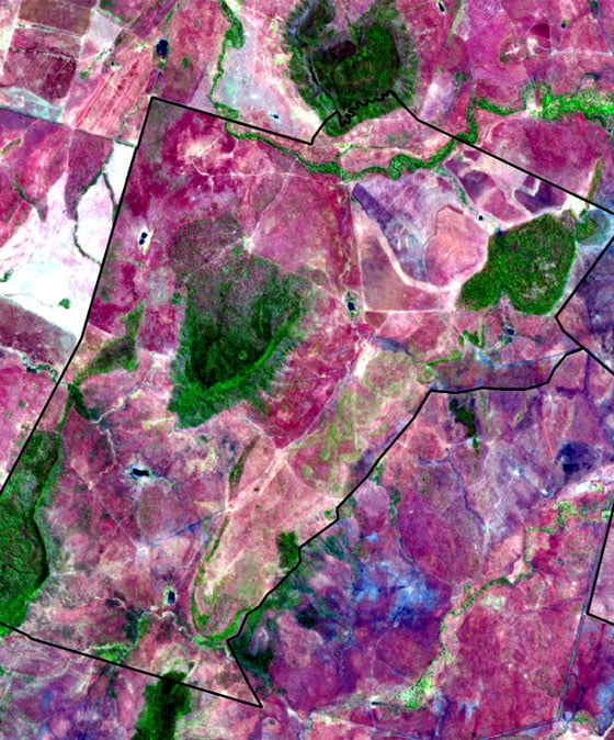 vegetation satellite image